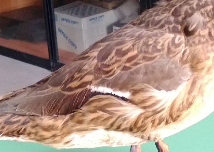 Determinazione Palmipede tre